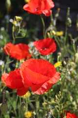 Naklejka premium Flowers 