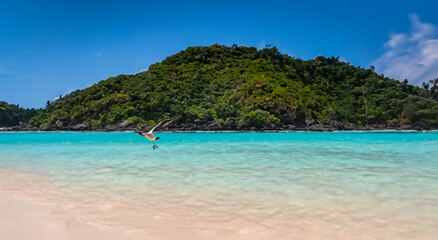 Fototapeta na wymiar beautiful beach with a seagull and an island in the background