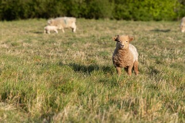 Obraz premium Closeup of sheep and lambs grazing in a farm field under the sunlight in the countryside