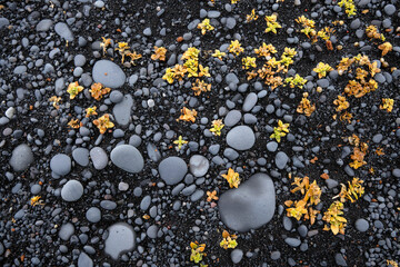Background, Icelandic black sand beach, top view of ocean pebbles and algae