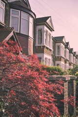 Building facades surrounded by blooming trees