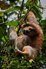Vertical shot of a sloth hanging from the tree on a sunny day © Yendry Chaves/Wirestock Creators