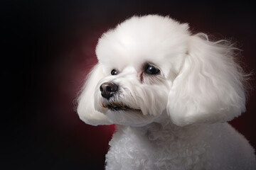 Generative AI. Portrait of a Bichon Frise dog in close-up on a dark background