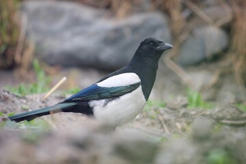 Closeup shot of a Eurasian magpie on the blurry background