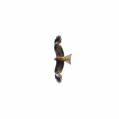 Low angle shot of a black kite (Milvus migrans) against the white sky