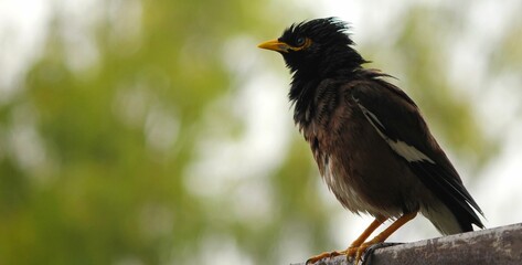 Closeup shot of a common myna (Acridotheres tristis) perched on the tree