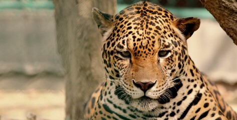 Fototapeta na wymiar Portrait of a wild jaguar (Panthera onca)