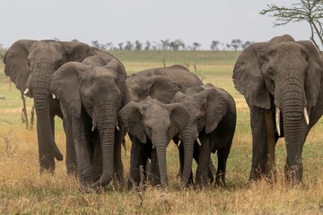 Large family of gray elephants on a rural wild valley