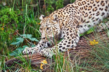 Leopard stands on a fallen tree preparing for a hunting flight