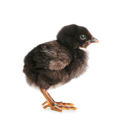 Cute little chick on white background