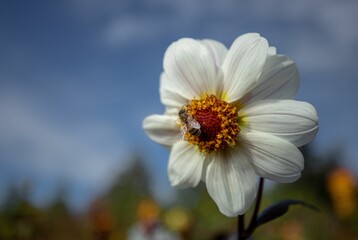 Fototapeta premium Beautiful closeup of a bee on a white cosmos flower