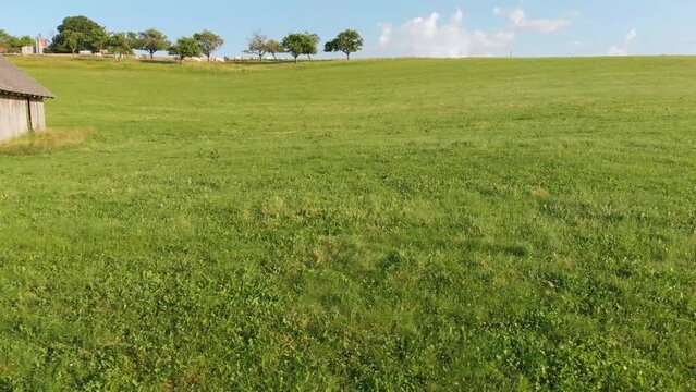 Kuhherde Herde zwischen B&auml;umen auf einem Feld mit gr&uuml;ner Wiese Weide auf einem Bauernhof beim fressen zur Milchproduktion und Melken von K&uuml;hen die muh muhen in 4k Drohne