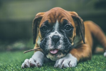 Closeup shot of a brown boxer dog lying down and relaxing