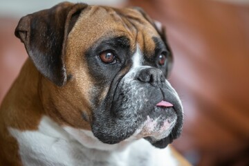 Closeup shot of a brown boxer dog lying down and relaxing