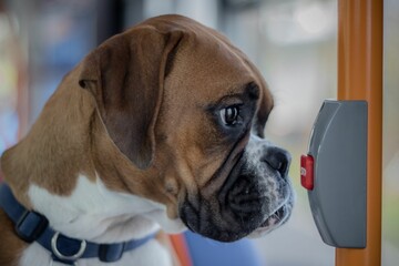 Closeup shot of a brown boxer dog inside a bus near a stop button