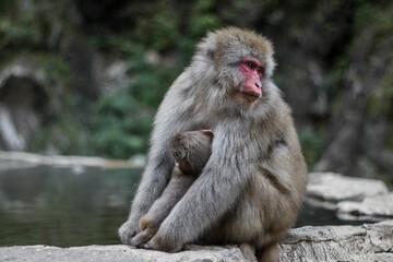 Young Japanese Macaque breastfeeding on its mother Macaque