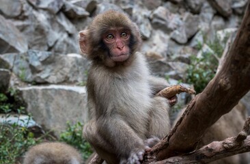 Young Japanese Macaque sitting on a wooden surface in a zoo