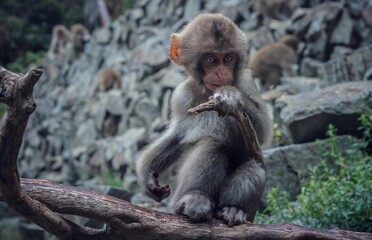 Young Japanese Macaque sitting on a wooden surface in a zoo