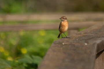 Brown European stonechat (Saxicola rubicola) standing upright on the rock in a closeup