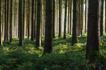 Warm sunshine in the forest with green plants