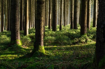 Warm sunshine in the forest with green plants
