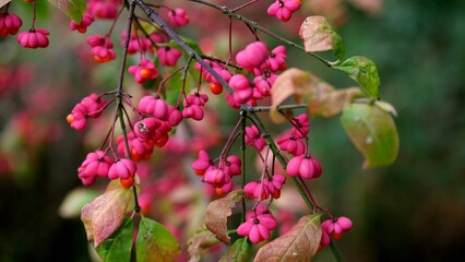 Selective focus shot of pink fruit and green leaves on a spindle tree