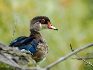 Closeup shot of a duck outside