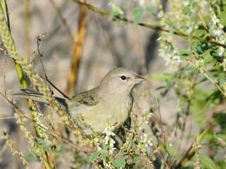 Closeup shot of an orange-crowned warbler perched on a branch