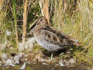 Closeup shot of a wilson's snipe on the wet ground with dense grass