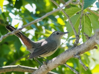 Close-up shot of a Gray catbird perched on a branch on a blurred background