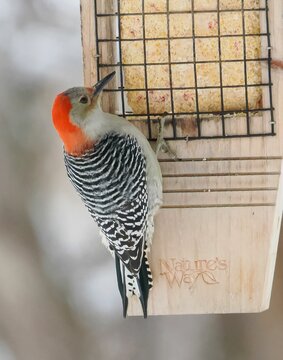 Vertical shot of a red-bellied woodpecker perched on a bird feeder