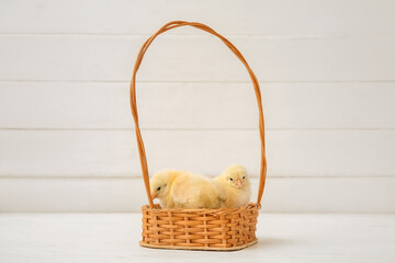 Wicker basket with cute little chicks on white table