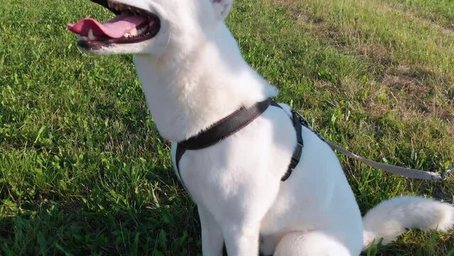 Weißer sibirischer gehorsamer Husky Hund mit weißem Fell und blauen Augen macht sitz, wird gestreichelt,  bekommt ein Leckerli Hundefutter und freut sich 4k