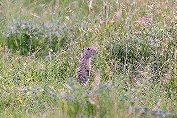 Closeup of a small European ground squirrel (Spermophilus citellus) in a green field