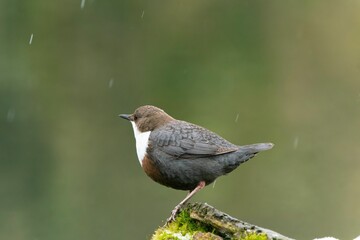 Closeup of a white-throated dipper (Cinclus cinclus) on a wood against a blurred background