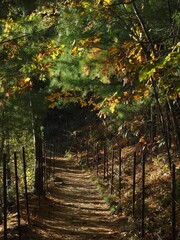 Narrow pathway in an autumn forest, vertical