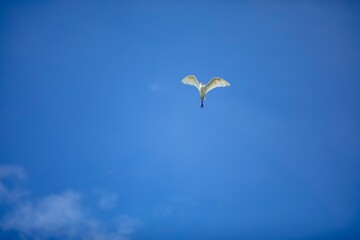 Close-up shot of a Great egret flying with its wide-open wings