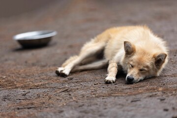 Small dog laying on the ground next to a bowl