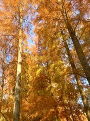 Vertical shot of beautiful golden yellow trees in autumn park under blue sky