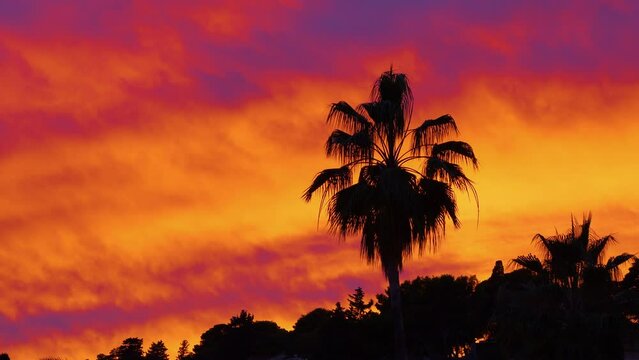 SILHOUETTE: Outstanding colours of magical sunset and palm leaves swaying in wind. Wonderful color palette of nature in evening sky. Vibrant and fiery cloudscape above Mediterranean trees in Dalmatia.