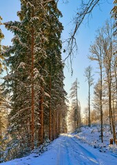 Vertical shot of a narrow trail in a park with pine trees on a sunny cold winter day
