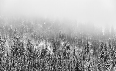 Aerial view of a mountain slope with a pine tree forest covered in snow on a foggy day