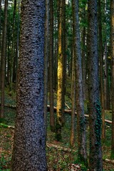Obraz premium Vertical shot of the tree trunks in the forest.