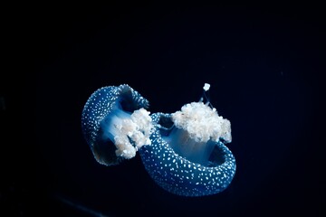 Closeup of two jellyfishes swimming in dark sea © Akamatsuu/Wirestock Creators