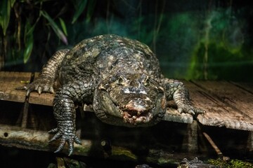 Selective focus of a big crocodile