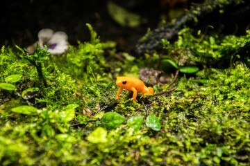 Orange Poisonous frog in grass