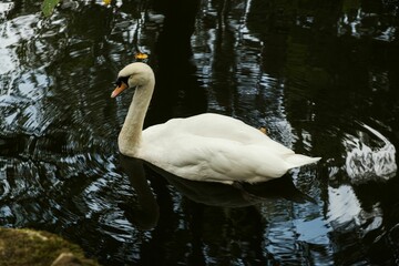 Naklejka premium Closeup of a white swan swimming on a lake with water reflecting trees