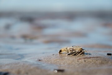 Closeup shot of a crab on a sandy beach in Normandy, France