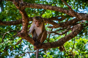 Monkey sitting on a tree branch in Sri Lanka.