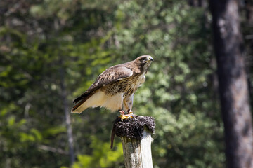 Red Tailed hawk perched outdoors